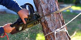 Best Tree Removal Services  in Beloit, OH